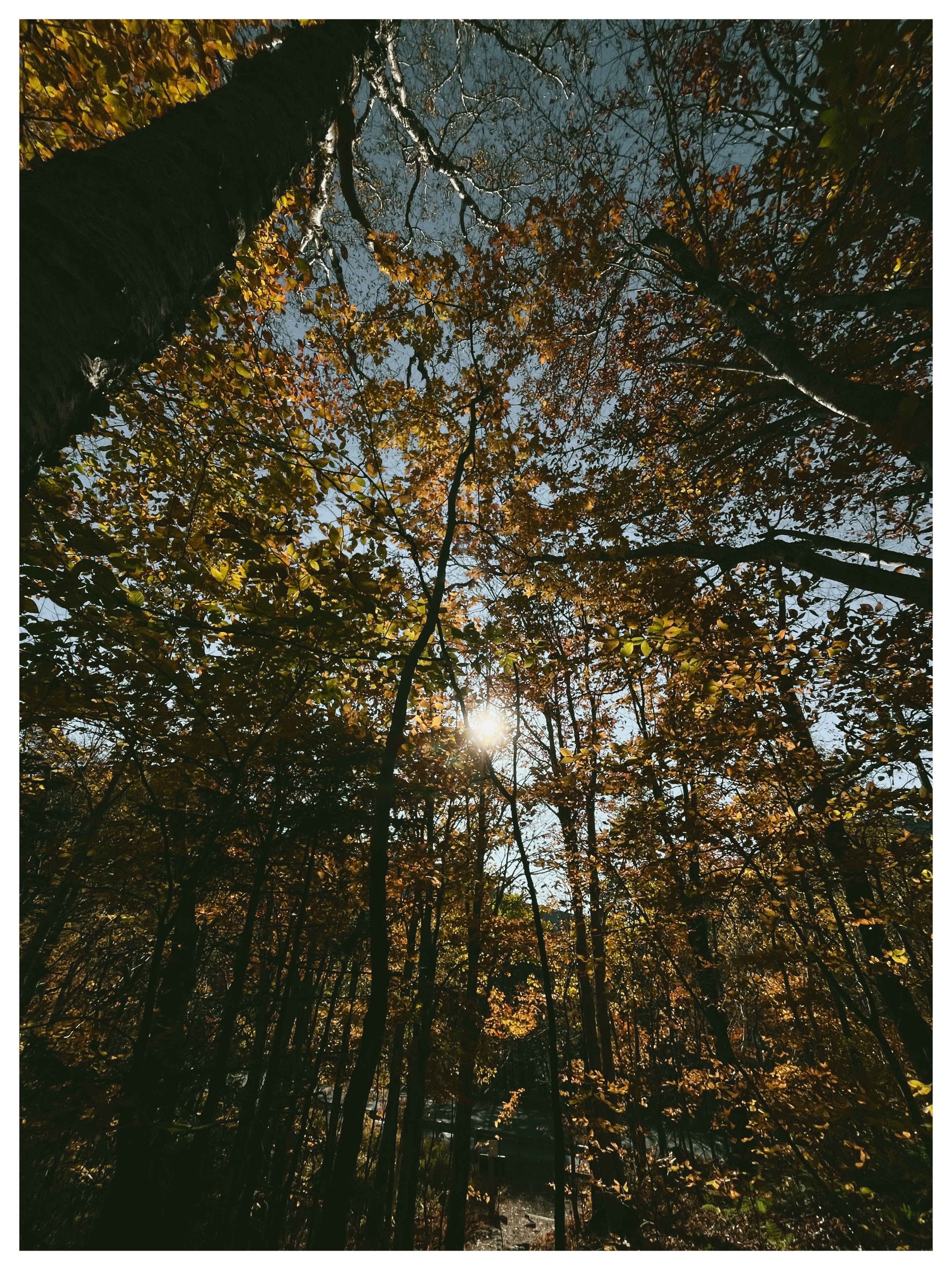 Autumn canopy from below, sun through the leaves